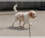 Small Photo #5 Cavachon Puppy For Sale in FREDERICKSBURG, OH, USA