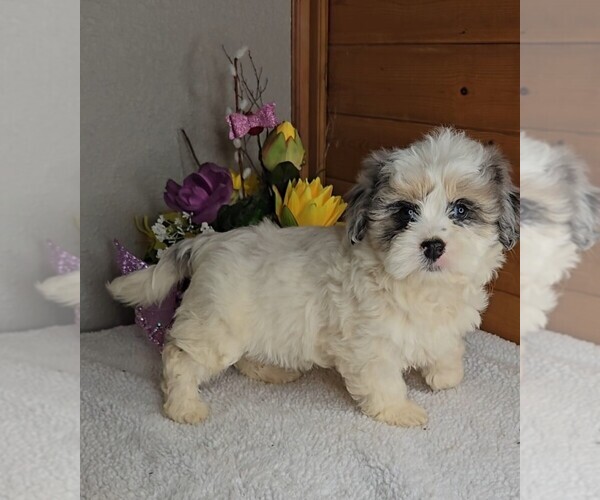 Medium Photo #3 Peke-A-Poo Puppy For Sale in JASONVILLE, IN, USA