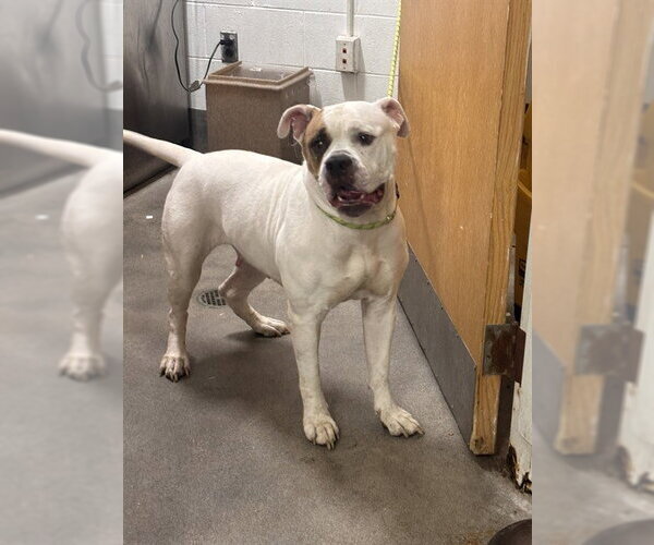 Medium Photo #1 Bulldog-Unknown Mix Puppy For Sale in Forestville, MD, USA