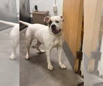 Small Bulldog Mix