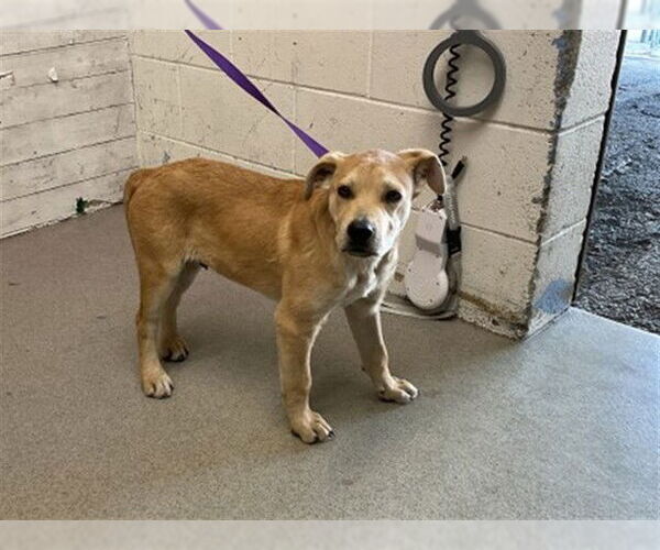 Medium Photo #1 Mutt Puppy For Sale in San Bernardino, CA, USA