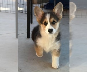 Pembroke Welsh Corgi Puppy for sale in GRAND LEDGE, MI, USA