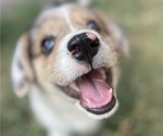 Small Photo #9 American Corgi Puppy For Sale in COLLEGE STATION, TX, USA