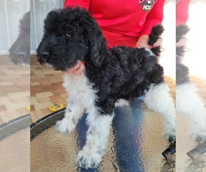 Labradoodle-Poodle (Standard) Mix Puppy for sale in RUSKIN, FL, USA