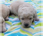 Small Photo #108 Labrador Retriever Puppy For Sale in OLYMPIA, WA, USA