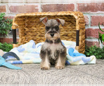 Small #4 Schnauzer (Miniature)