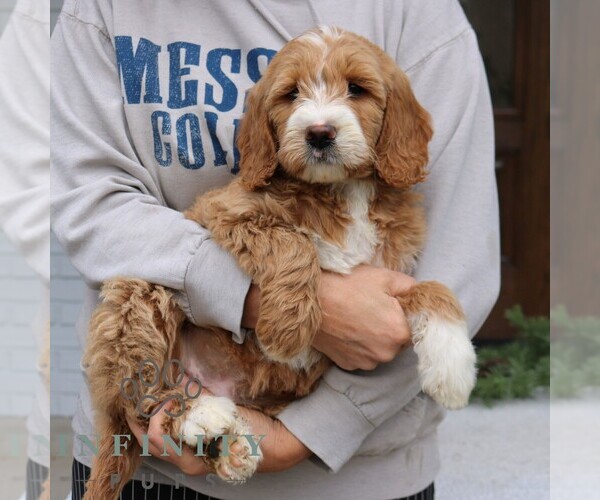Medium Photo #4 Goldendoodle Puppy For Sale in NARVON, PA, USA
