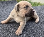 Puppy Harley Cane Corso