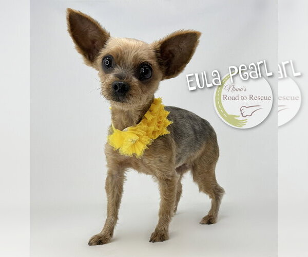 Medium Photo #2 Mutt Puppy For Sale in Benton, LA, USA