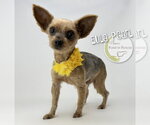 Small #1 Mutt