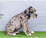 Small Photo #60 Great Dane Puppy For Sale in WAKARUSA, IN, USA