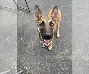 Mutt Dogs for adoption in Imlay City, MI, USA