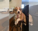 Small #5 Beagle Mix