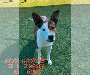 Mutt Dogs for adoption in Woodbury, NY, USA