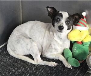 Isabella - Female Chihuahua-Unknown Mix Dog for Adoption - Photo #2