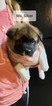 Small Photo #6 Akita Puppy For Sale in HUTCHINSON, MN, USA
