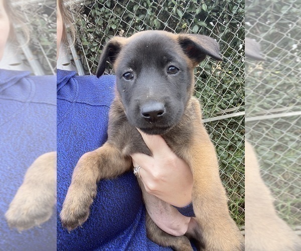 Medium Photo #3 Belgian Malinois Puppy For Sale in IMPERIAL BEACH, CA, USA