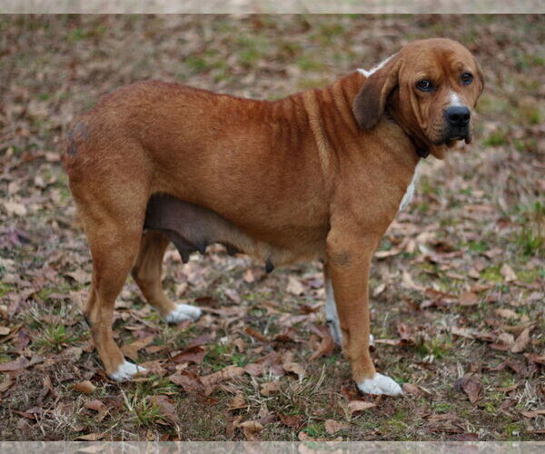 Medium Photo #2 Basset Hound-Redbone Coonhound Mix Puppy For Sale in Attalka, AL, USA