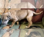 Small #1 Great Dane