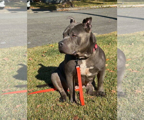 Medium Photo #2 Mutt Puppy For Sale in Brooklyn, NY, USA