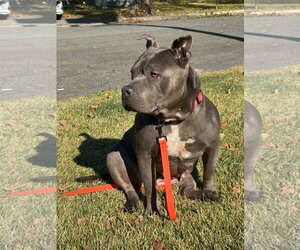 Sheba - Female Mutt Dog for Adoption - Photo #2