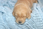 Small #16 Golden Labrador