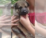 Small Photo #1 German Shepherd Dog Puppy For Sale in NORTH SCITUATE, RI, USA