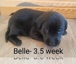 Puppy 6 Labrador Retriever