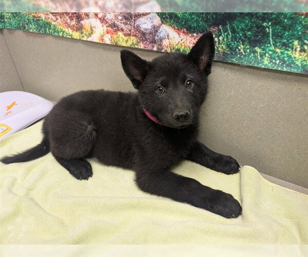 Medium Photo #1 Chow Chow-Unknown Mix Puppy For Sale in Moreno Valley, CA, USA