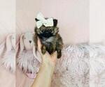 Small #8 Pomeranian