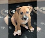 Puppy Tangie American Bandogge
