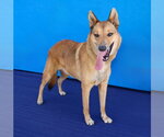 Small #1 German Shepherd Dog Mix