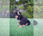Small #12 French Bulldog