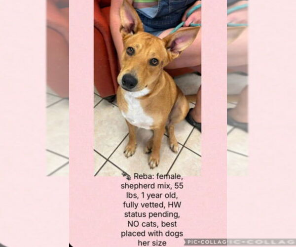 Medium Photo #5 Retriever -Unknown Mix Puppy For Sale in Woodbury, NY, USA