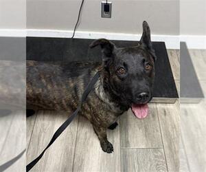 Mutt Dogs for adoption in Redlands, CA, USA