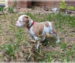 Small #6 Olde English Bulldogge