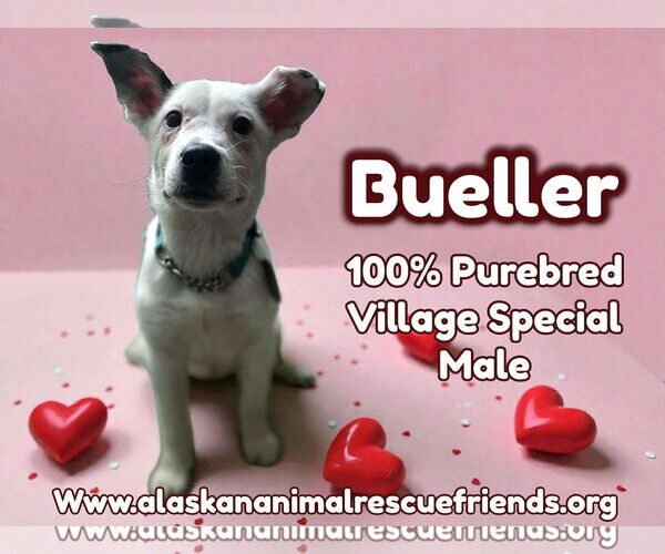 Medium Photo #2 Labrador Retriever-Unknown Mix Puppy For Sale in Anchorage, AK, USA