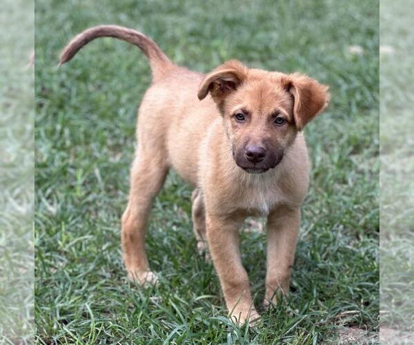 Medium Photo #4 Retriever -Unknown Mix Puppy For Sale in Yardley, PA, USA