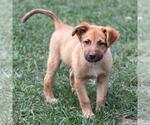 Small #3 Retriever  Mix