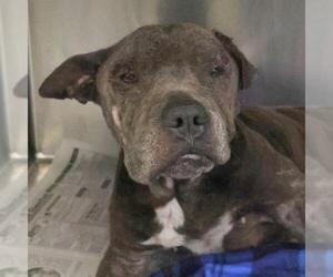 American Staffordshire Terrier-Unknown Mix Dogs for adoption in San Antonio, TX, USA