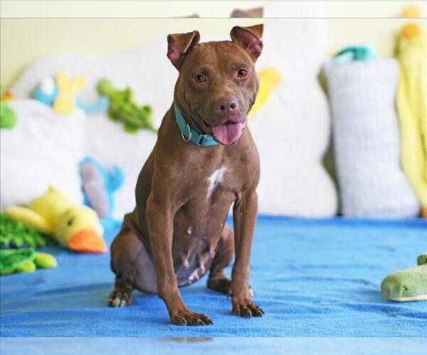 Medium Photo #1 American Pit Bull Terrier-Unknown Mix Puppy For Sale in Tavares, FL, USA
