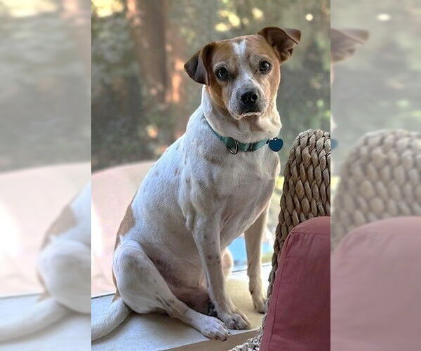 Medium Photo #3 Jack-A-Bee Puppy For Sale in Boonton, NJ, USA