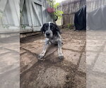 Small #1 Mutt