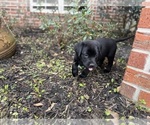 Small #45 Labrador Retriever
