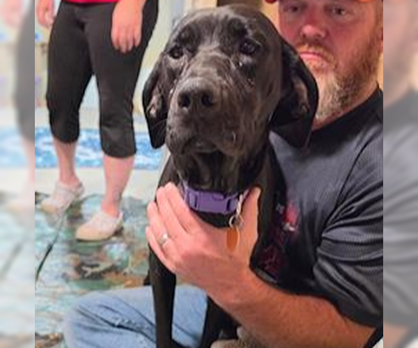 Medium Photo #7 Labrador Retriever-Unknown Mix Puppy For Sale in Fargo, ND, USA