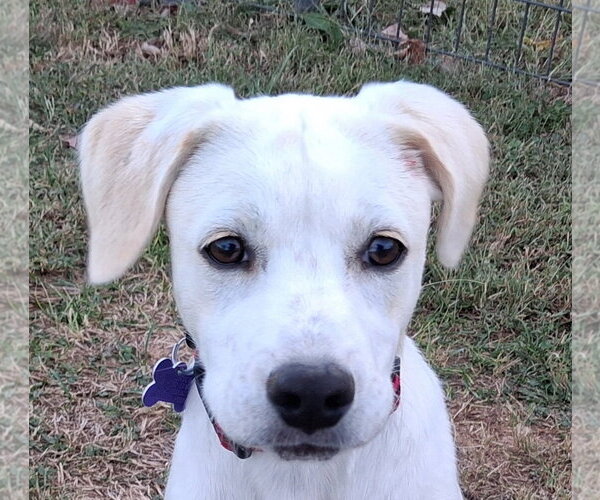 Medium Photo #1 Labbe Puppy For Sale in Cookeville, TN, USA