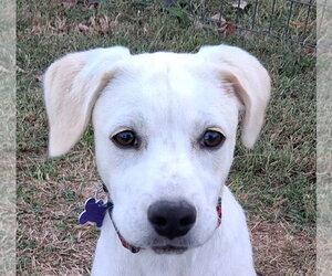 Poppy - Female Labbe Dog for Adoption