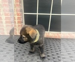 Small Photo #16 German Shepherd Dog Puppy For Sale in LANCASTER, TX, USA
