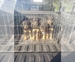 Small Photo #20 Rottweiler Puppy For Sale in STKN, CA, USA