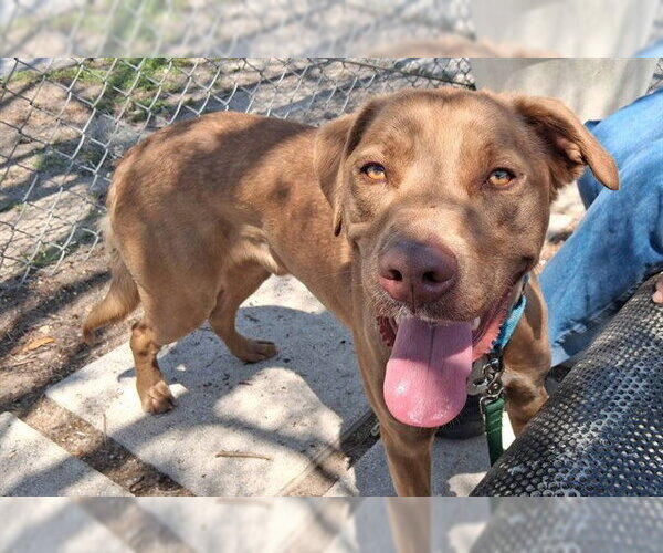 Medium Photo #2 Labrador Retriever-Unknown Mix Puppy For Sale in Ocala, FL, USA